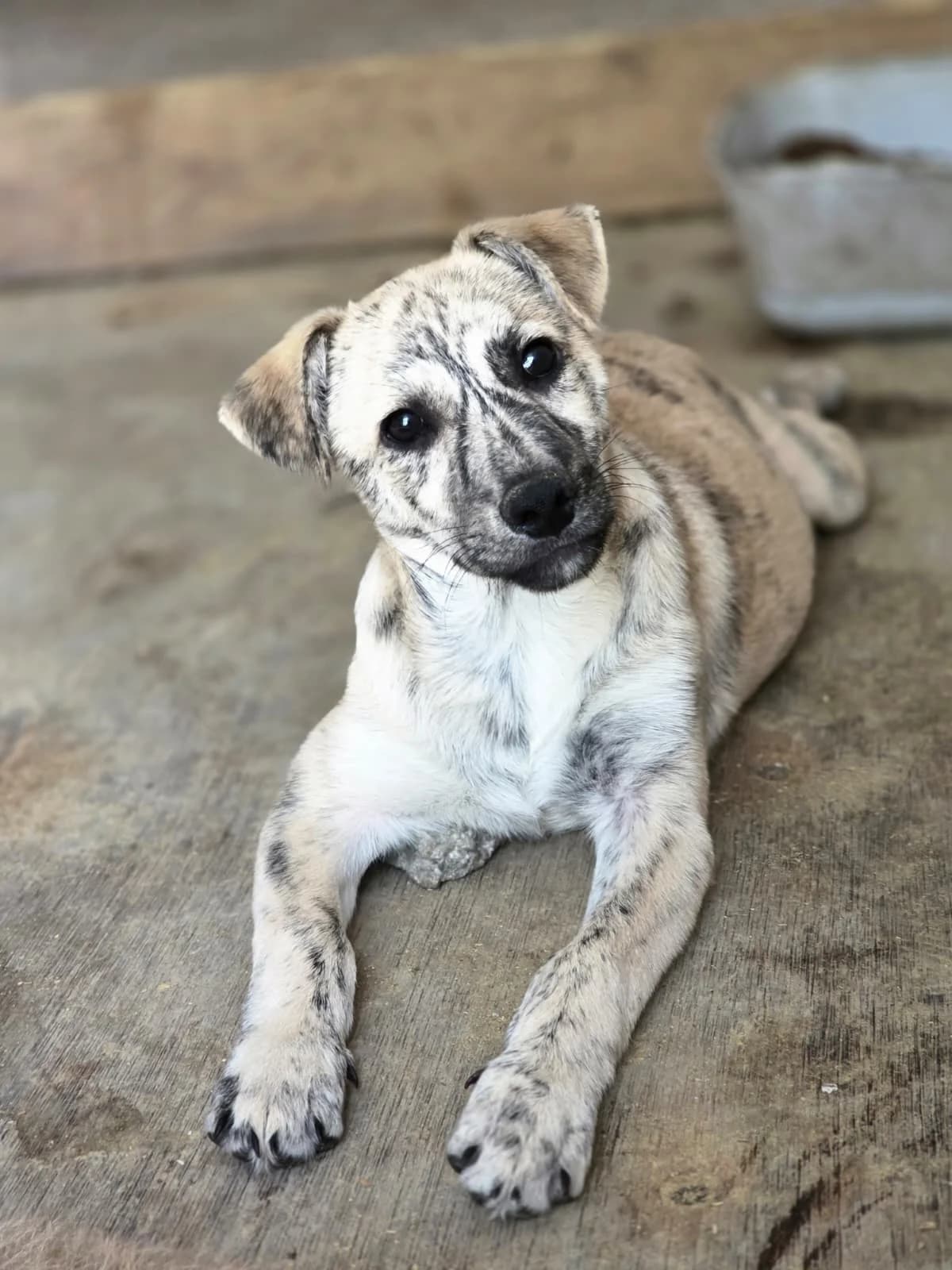 Frodo,  puppy Mixed Breed for adoption at Hope for Future e.V.