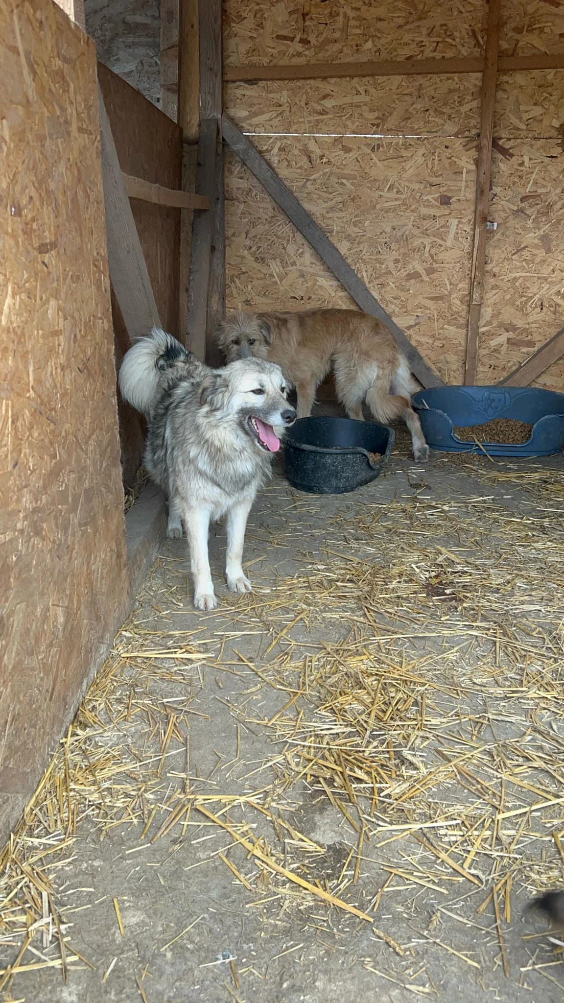 Gandalf,  3yo Mixed Breed for adoption at Hope for Future e.V.