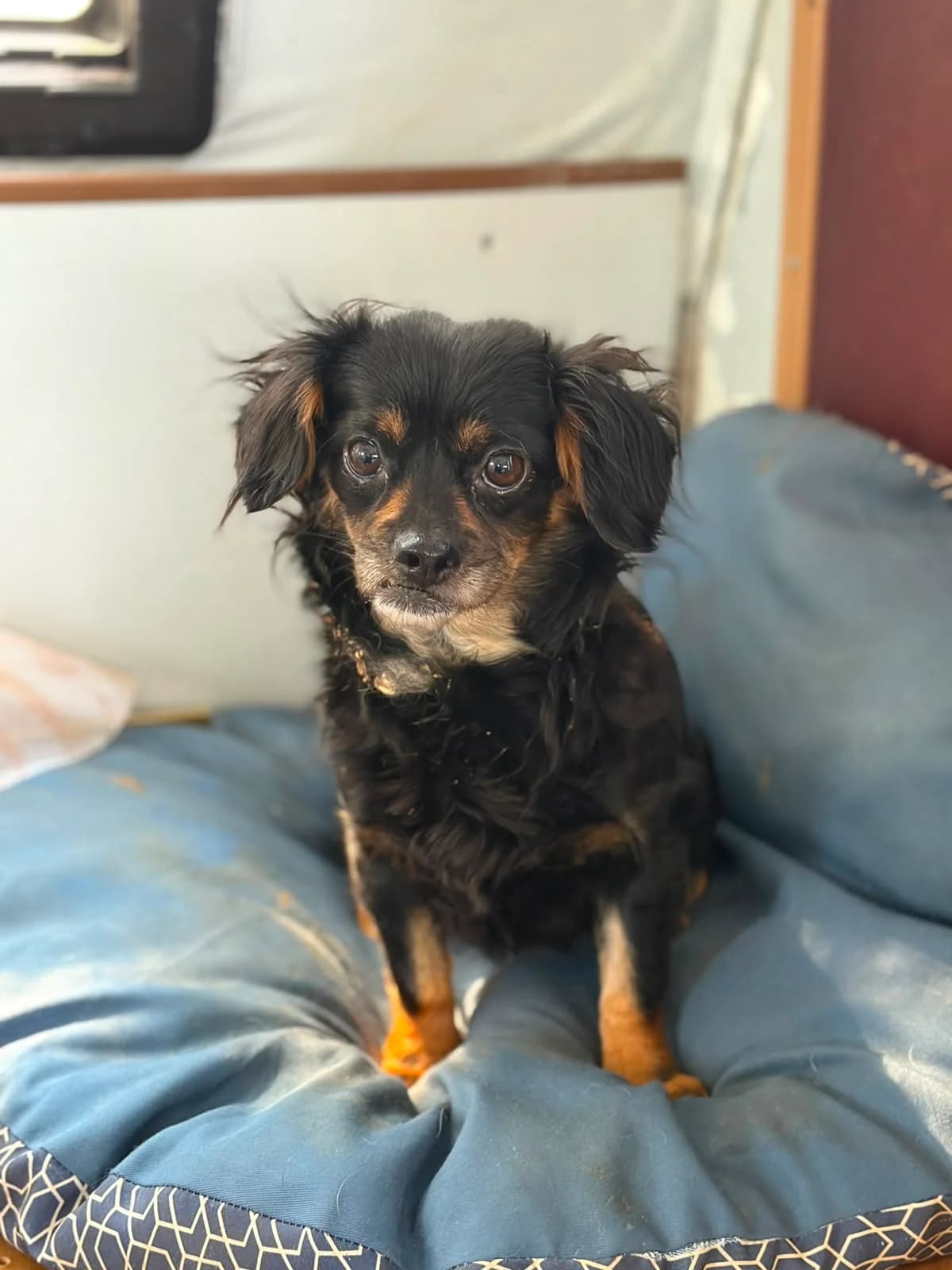 Gertrud, female senior Mixed Breed for adoption at Hope for Future e.V.