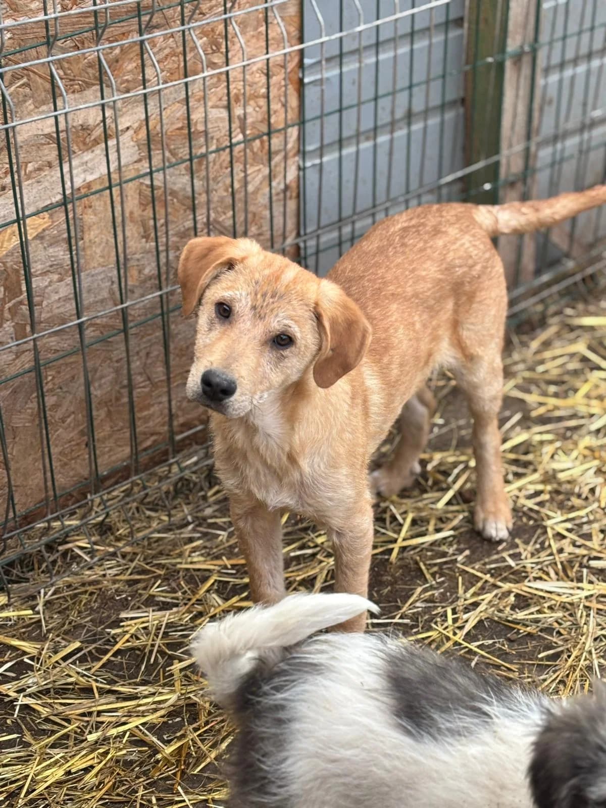 Gio,  puppy Mixed Breed for adoption at Hope for Future e.V.