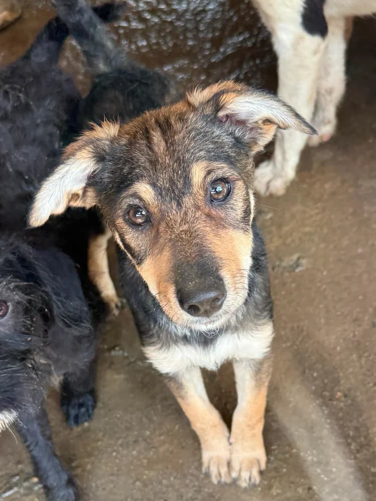 Gizmo, male puppy Mixed Breed for adoption at Hope for Future e.V.