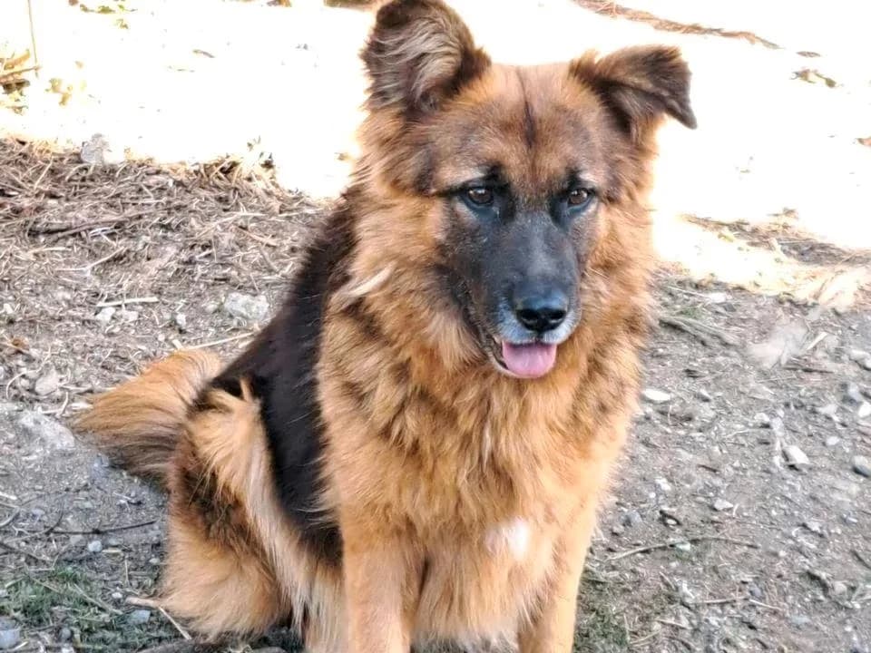 Gloria, female 6yo Mixed Breed for adoption at Hope for Future e.V.