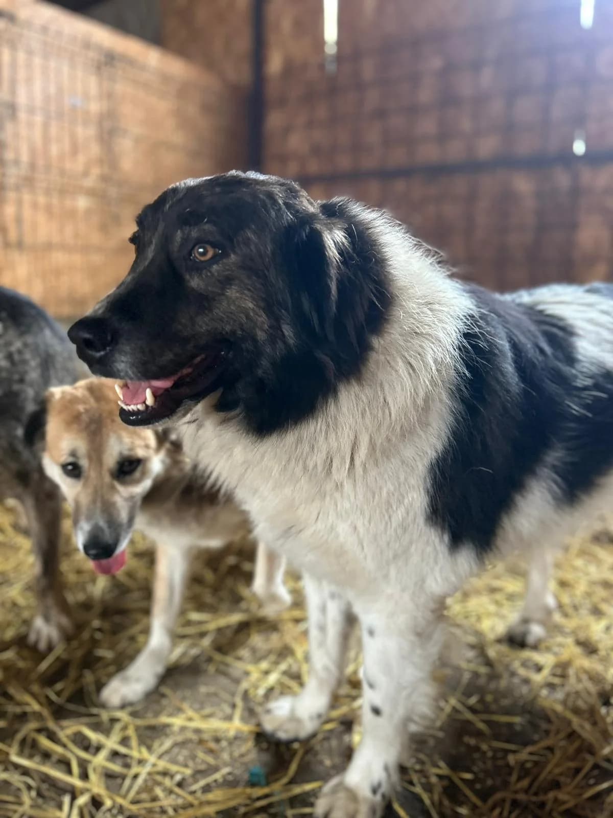 Guido,  3yo Mixed Breed for adoption at Hope for Future e.V.