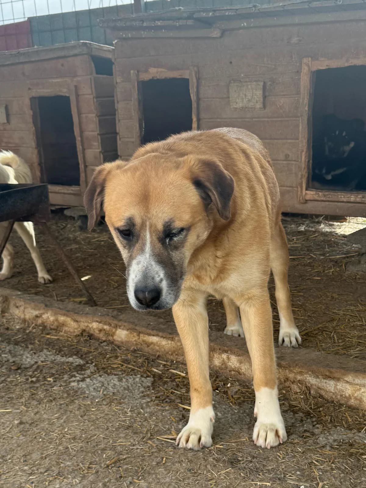 Hailey,  4yo Mixed Breed for adoption at Hope for Future e.V.