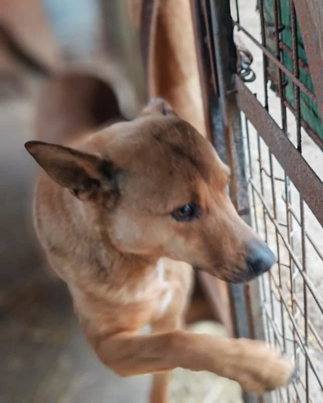 Heinrich, male 4yo Mixed Breed for adoption at Hope for Future e.V.