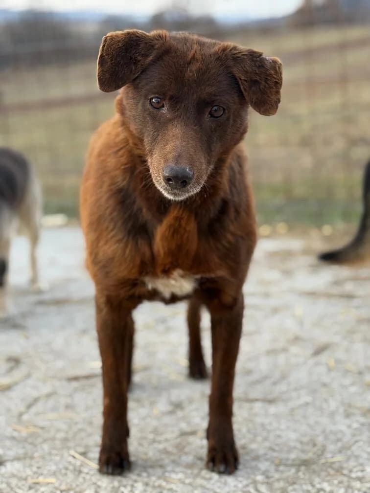 Henriette,  senior Mixed Breed for adoption at Hope for Future e.V.