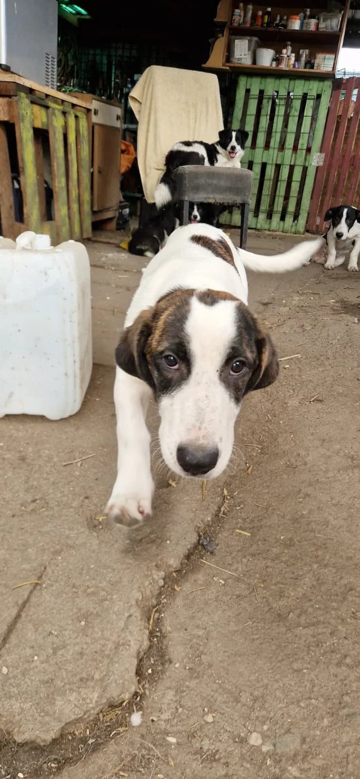Higg, male puppy Mixed Breed for adoption at Hope for Future e.V.