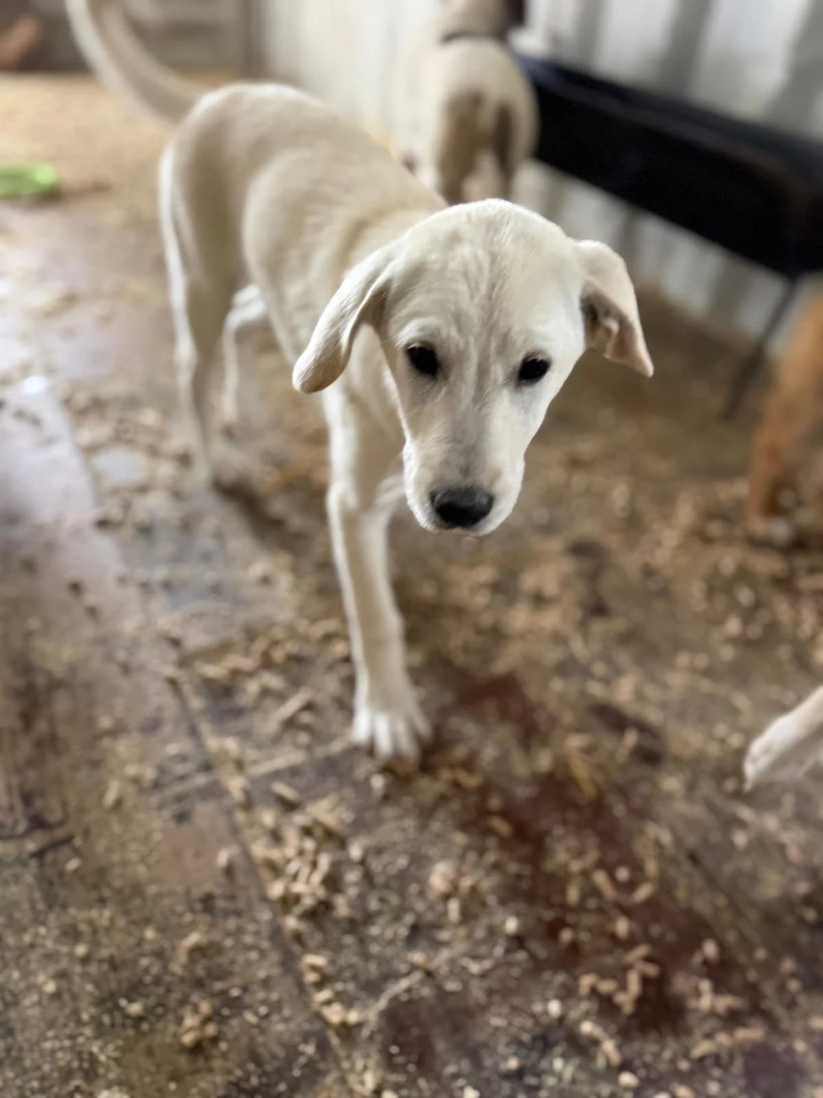 Lela, female puppy Mixed Breed for adoption at Hope for Future e.V.