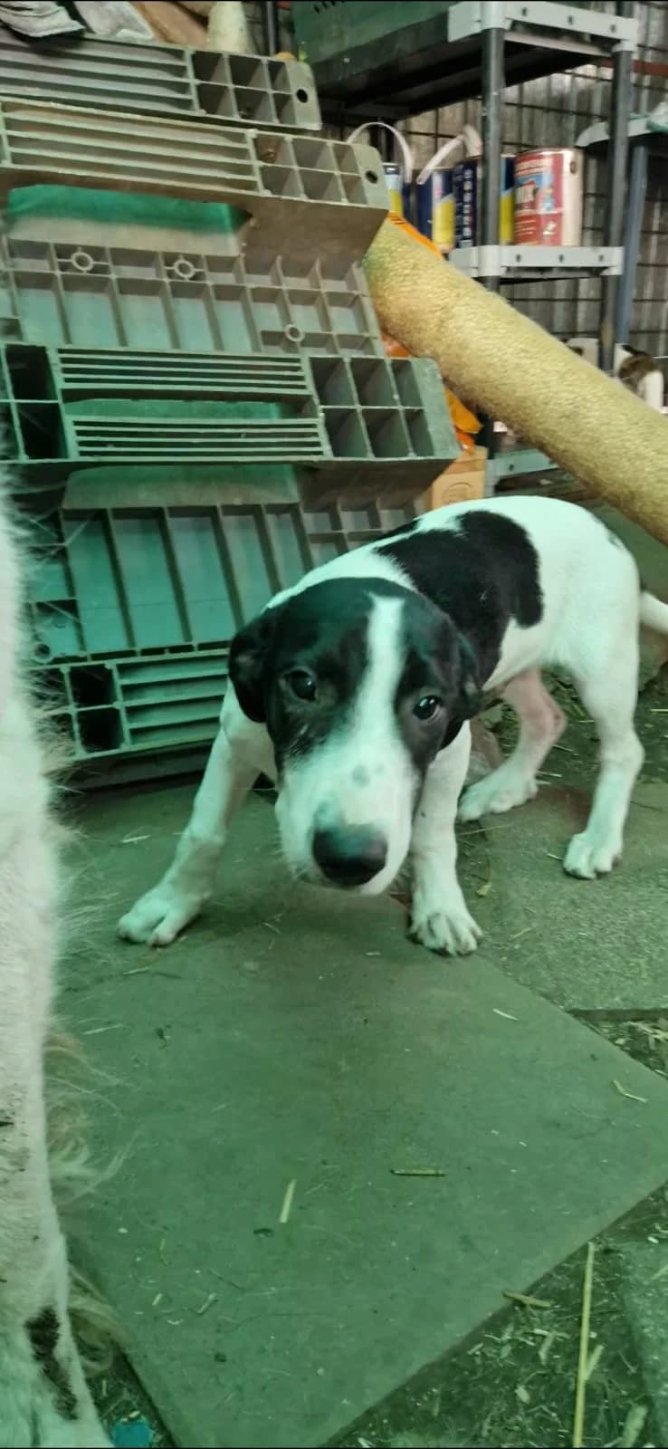 Hubi, male puppy Mixed Breed for adoption at Hope for Future e.V.
