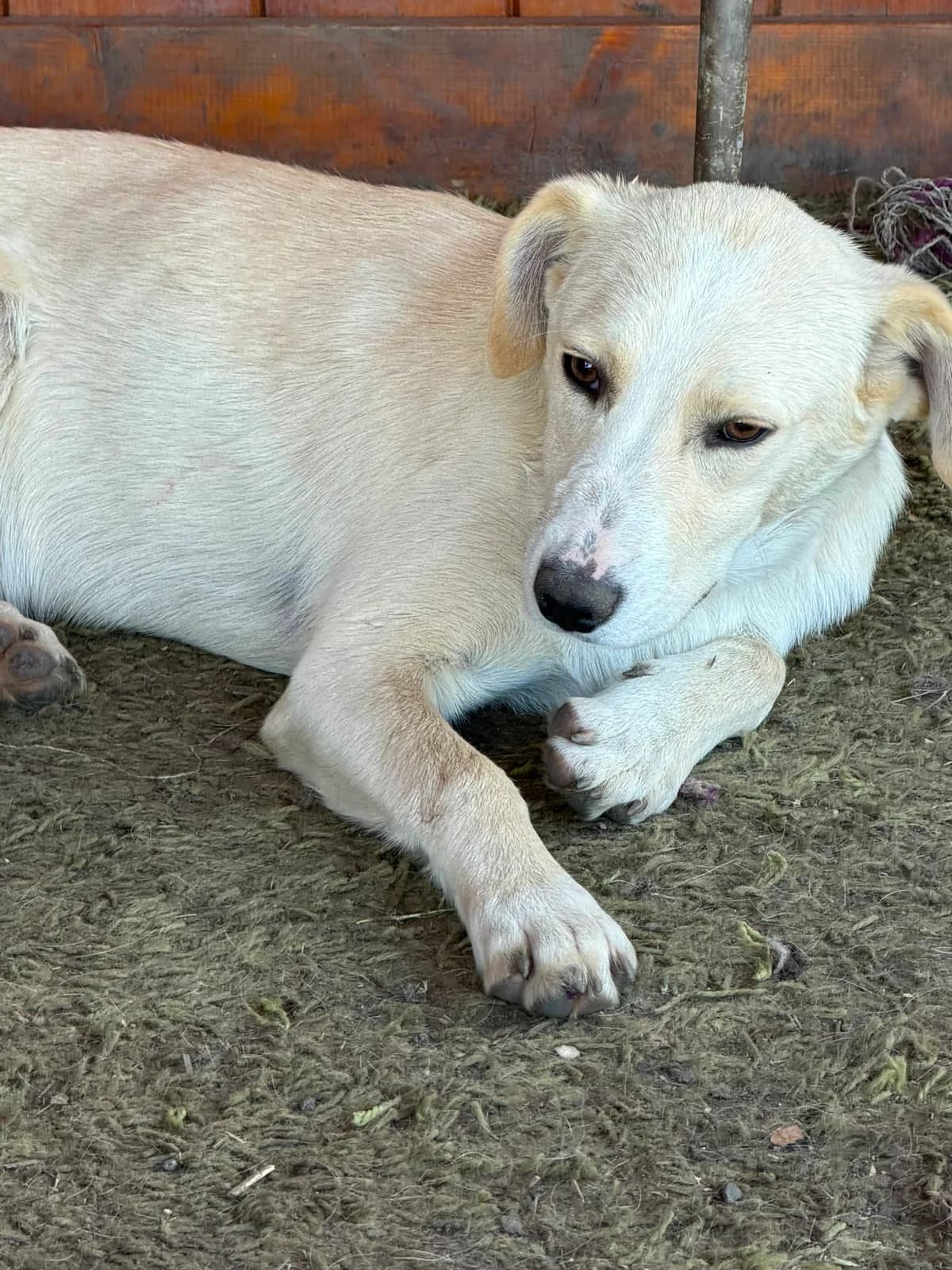 Ibiza, female puppy Mixed Breed for adoption at Hope for Future e.V.