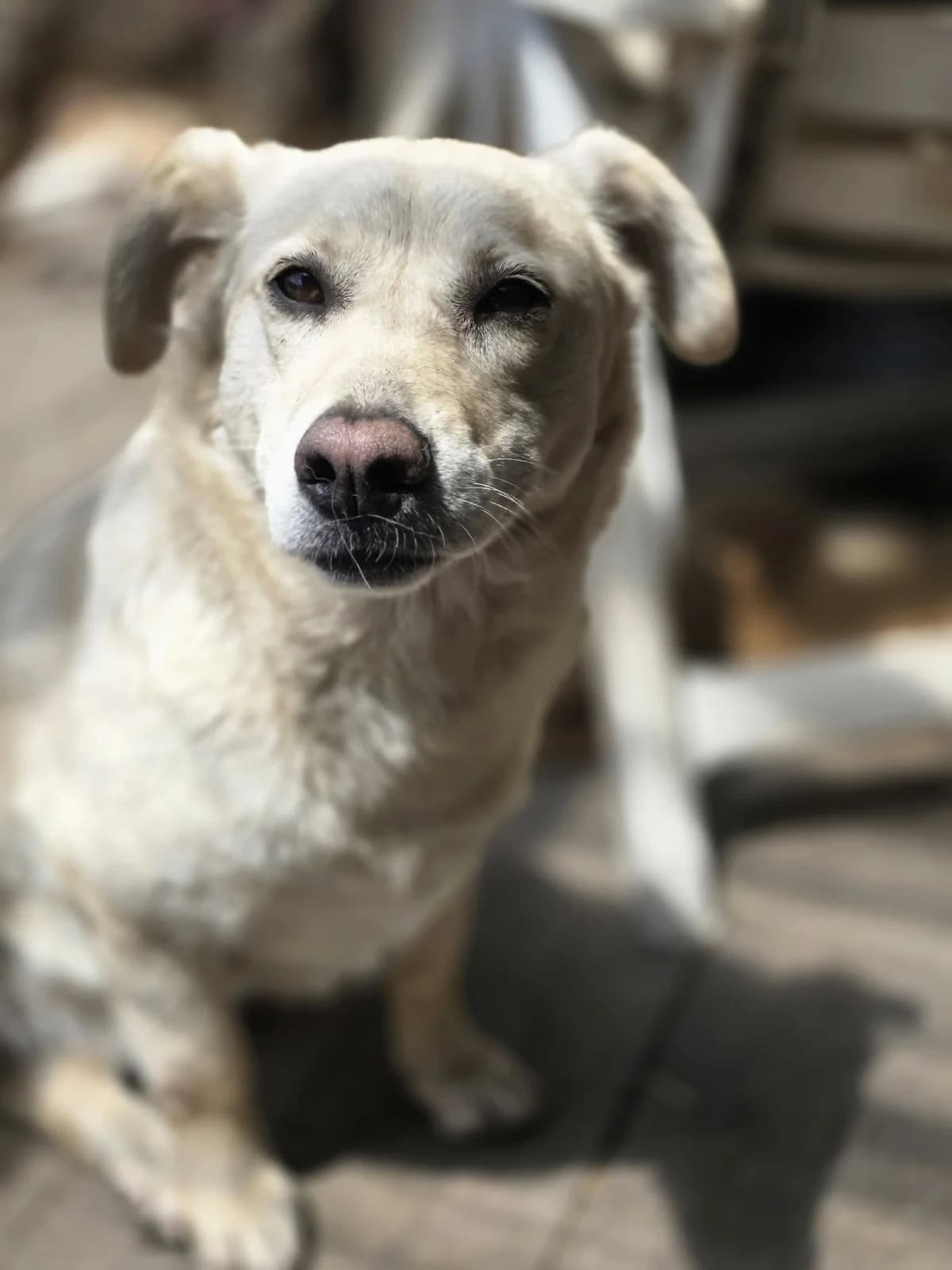 Isabel, female 5yo Mixed Breed for adoption at Hope for Future e.V.