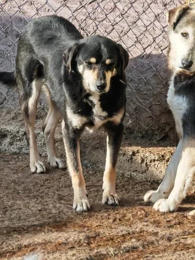 Jakob, male senior Mixed Breed for adoption at Hope for Future e.V.