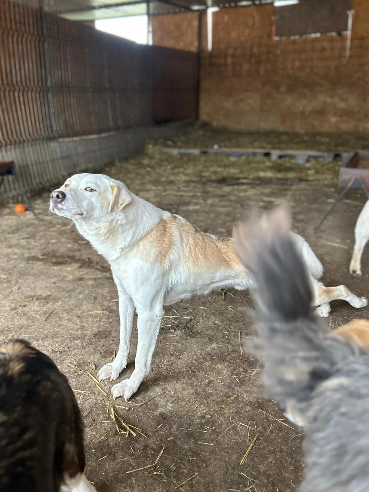 Jaro, male young Mixed Breed for adoption at Hope for Future e.V.