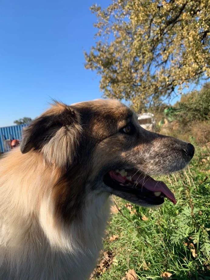 Jim, male 6yo Mixed Breed for adoption at Hope for Future e.V.