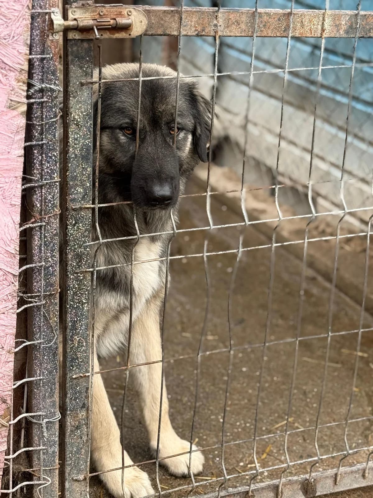 Justus, male 3yo Mixed Breed for adoption at Hope for Future e.V.