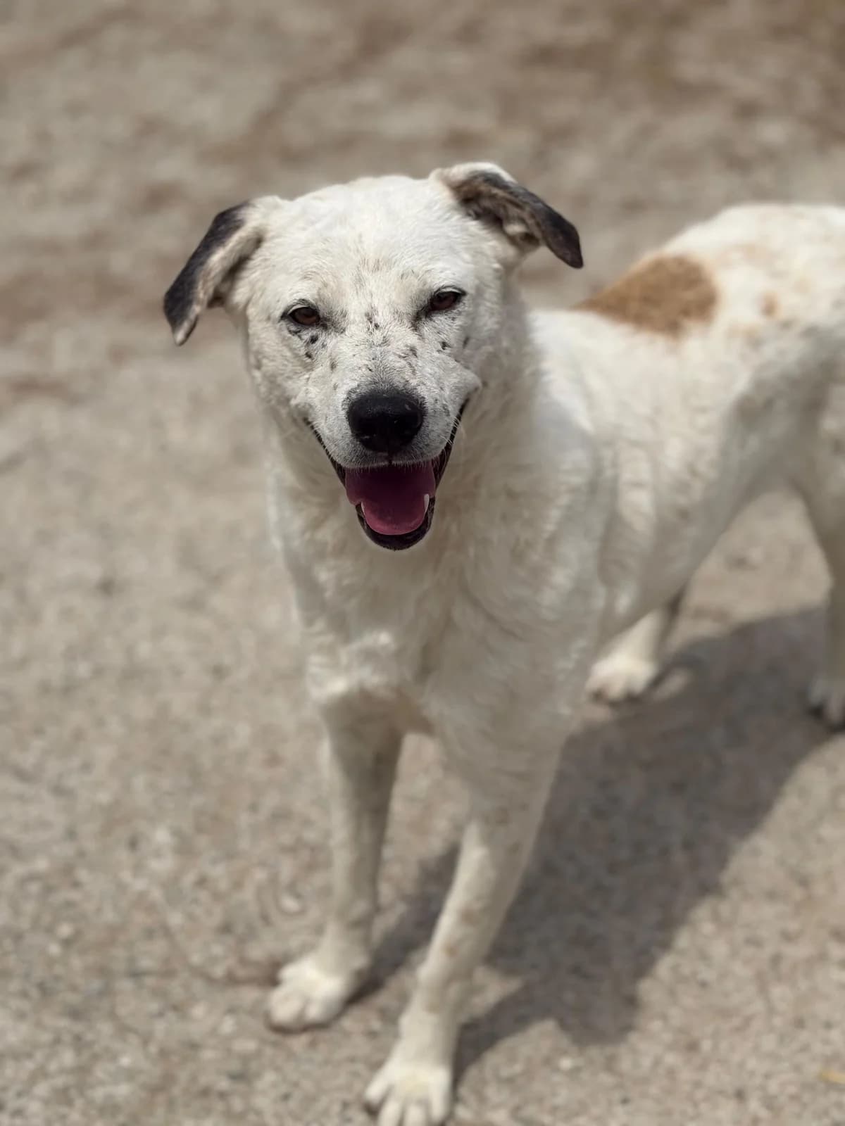 Kaira, female young Mixed Breed for adoption at Hope for Future e.V.