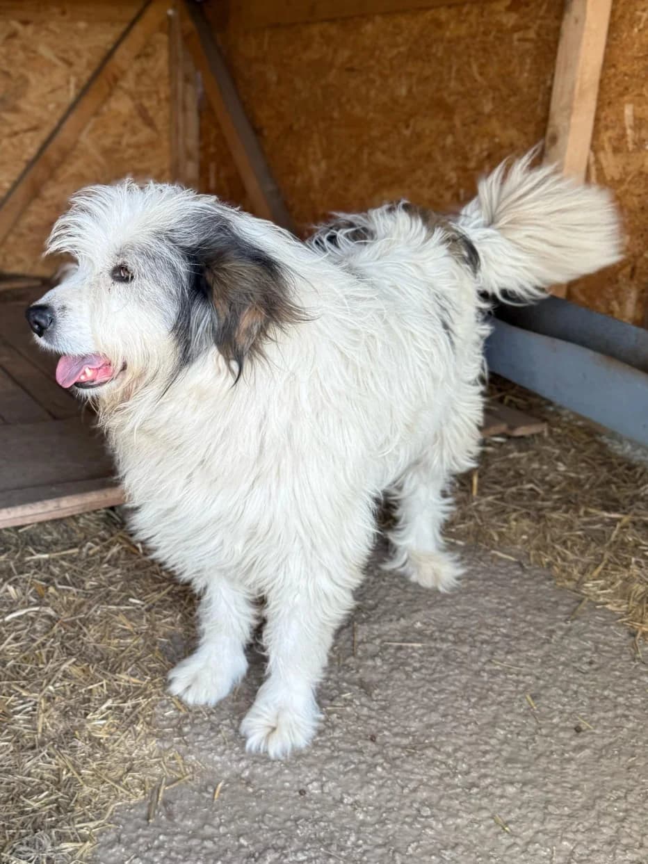 Kastro,  7yo Mixed Breed for adoption at Hope for Future e.V.