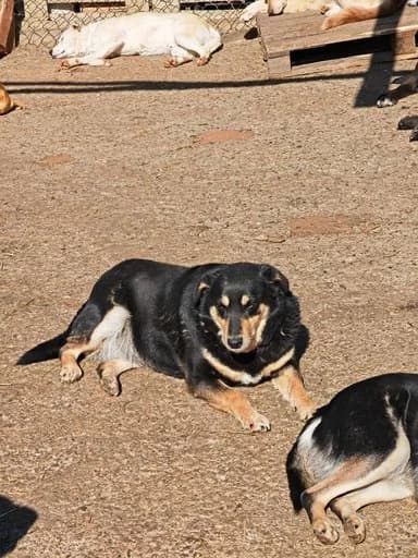 Kelly,  7yo Mixed Breed for adoption at Hope for Future e.V.