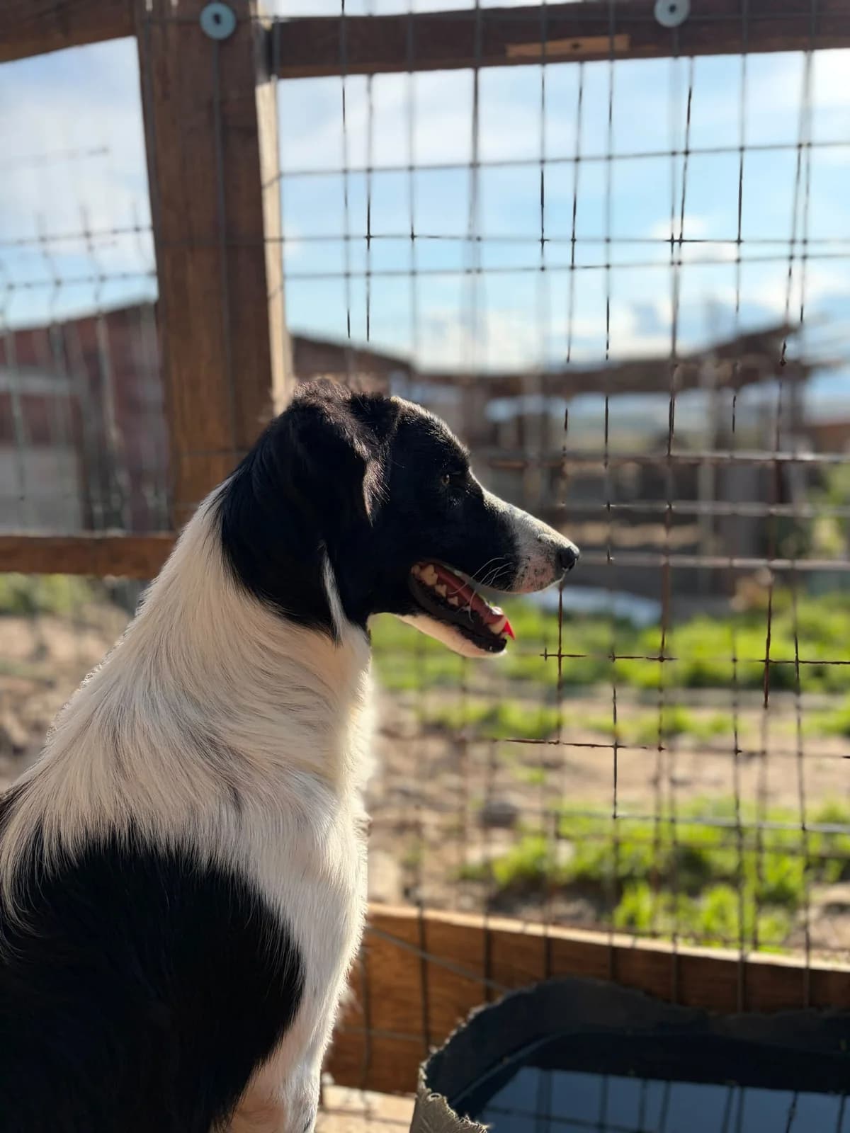 Kenny,  young Mixed Breed for adoption at Hope for Future e.V.