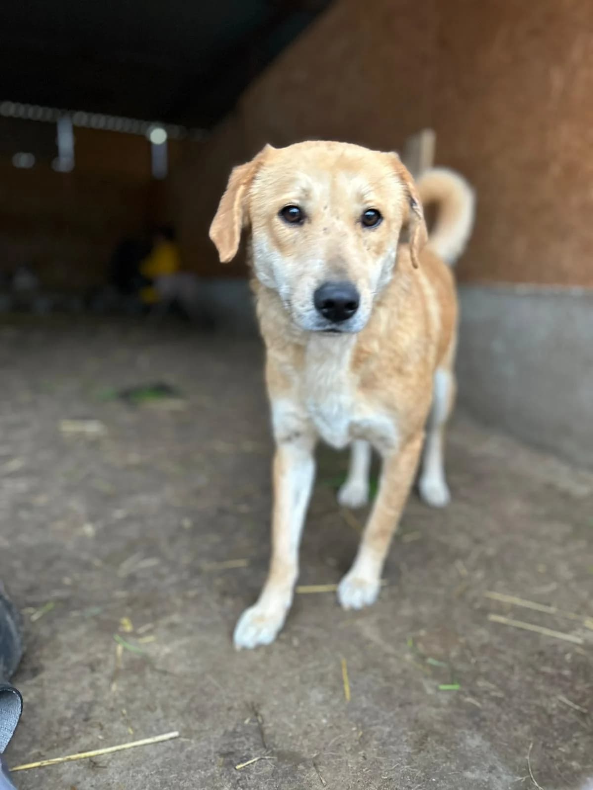 Khloe, female 4yo Mixed Breed for adoption at Hope for Future e.V.