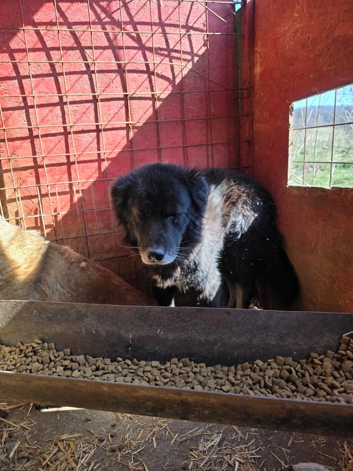 King, male senior Mixed Breed for adoption at Hope for Future e.V.