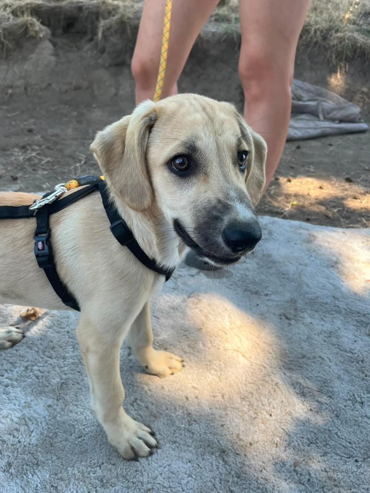 Kiro,  puppy Mixed Breed for adoption at Hope for Future e.V.