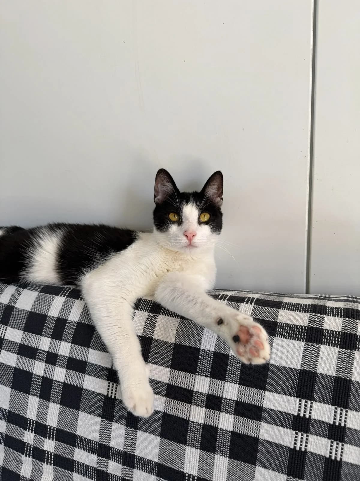 Kleopatra, female young Mixed Breed for adoption at Hope for Future e.V.