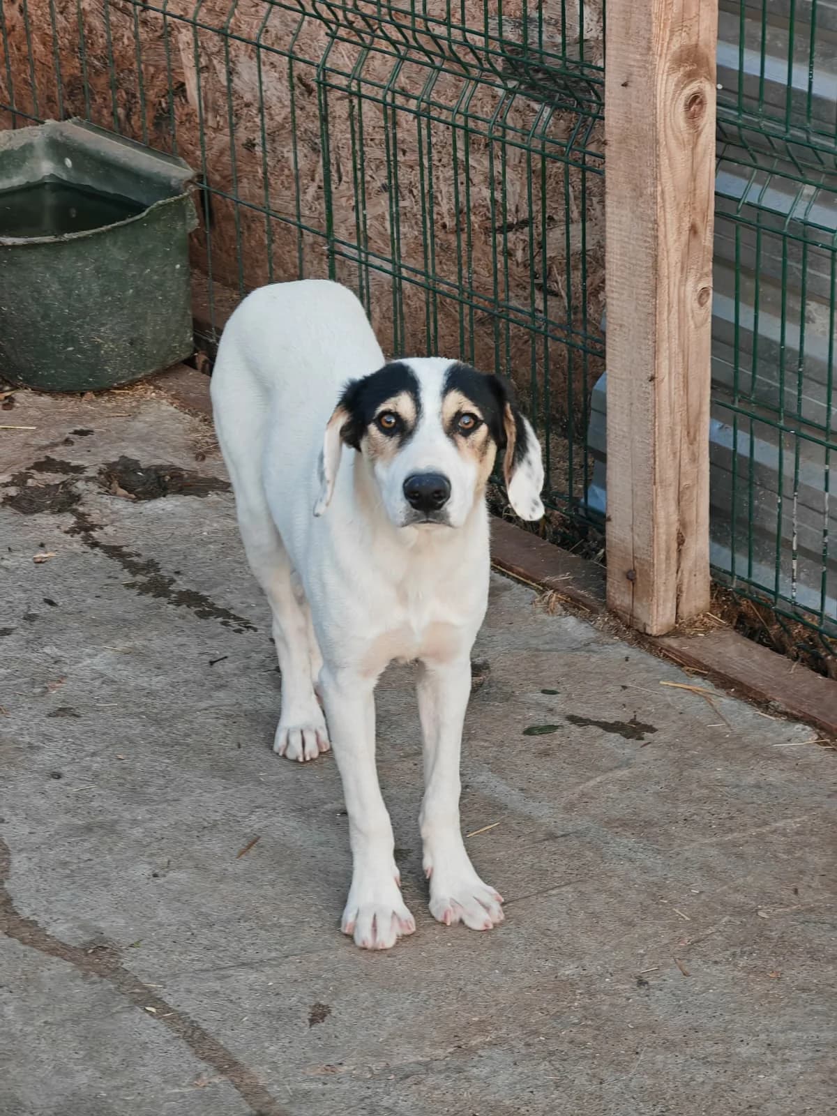 Koda, male young Mixed Breed for adoption at Hope for Future e.V.