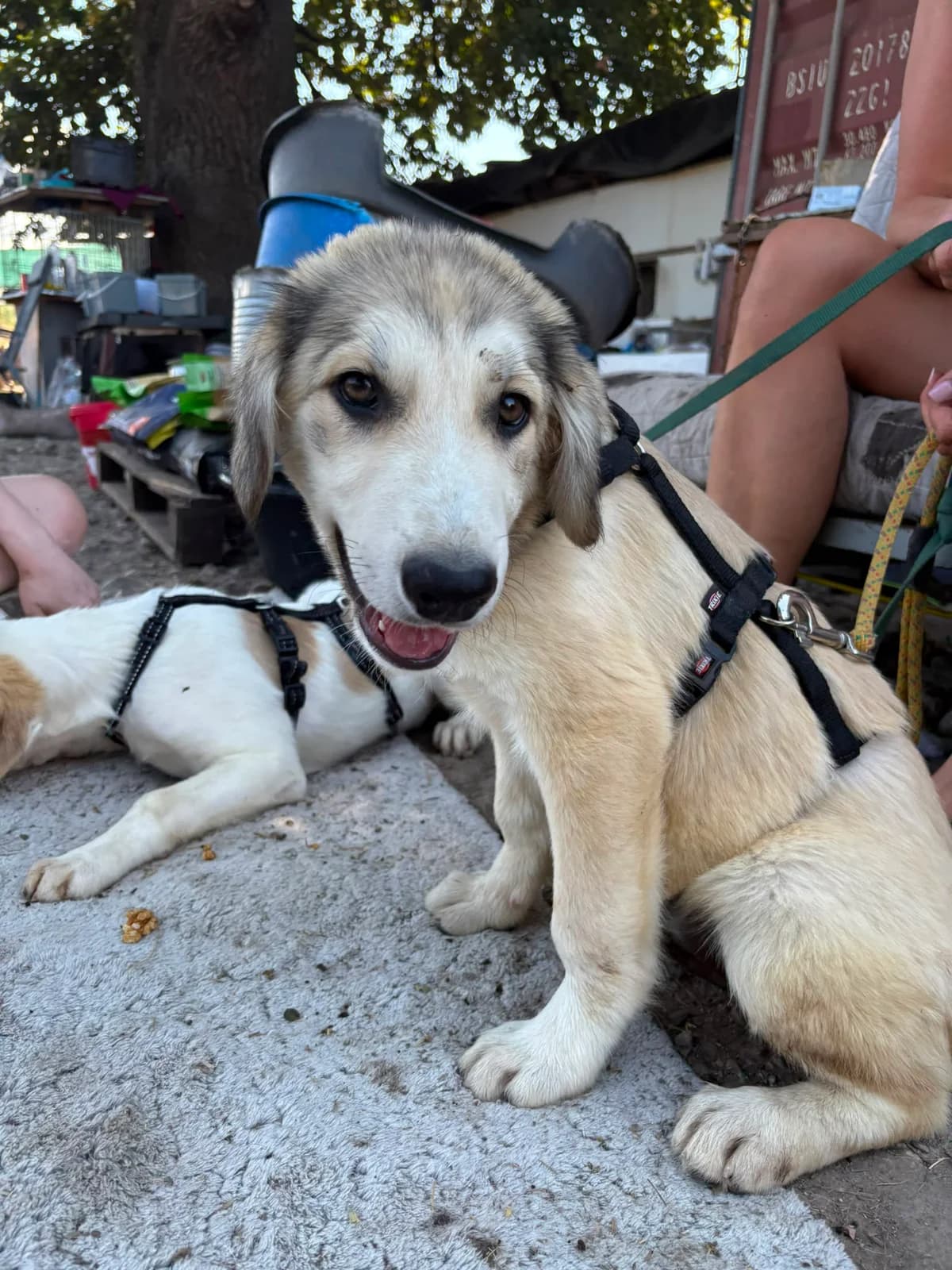 Kuba, puppy Mixed Breed for adoption at Hope for Future e.V.