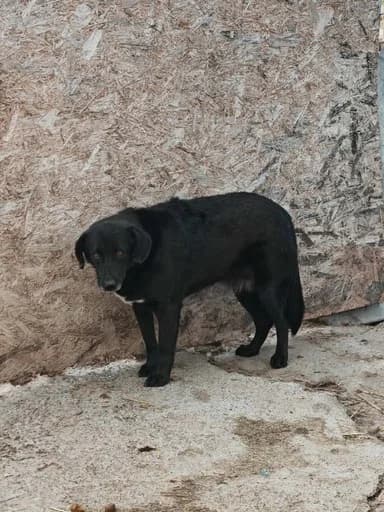 Kuro, male senior Mixed Breed for adoption at Hope for Future e.V.