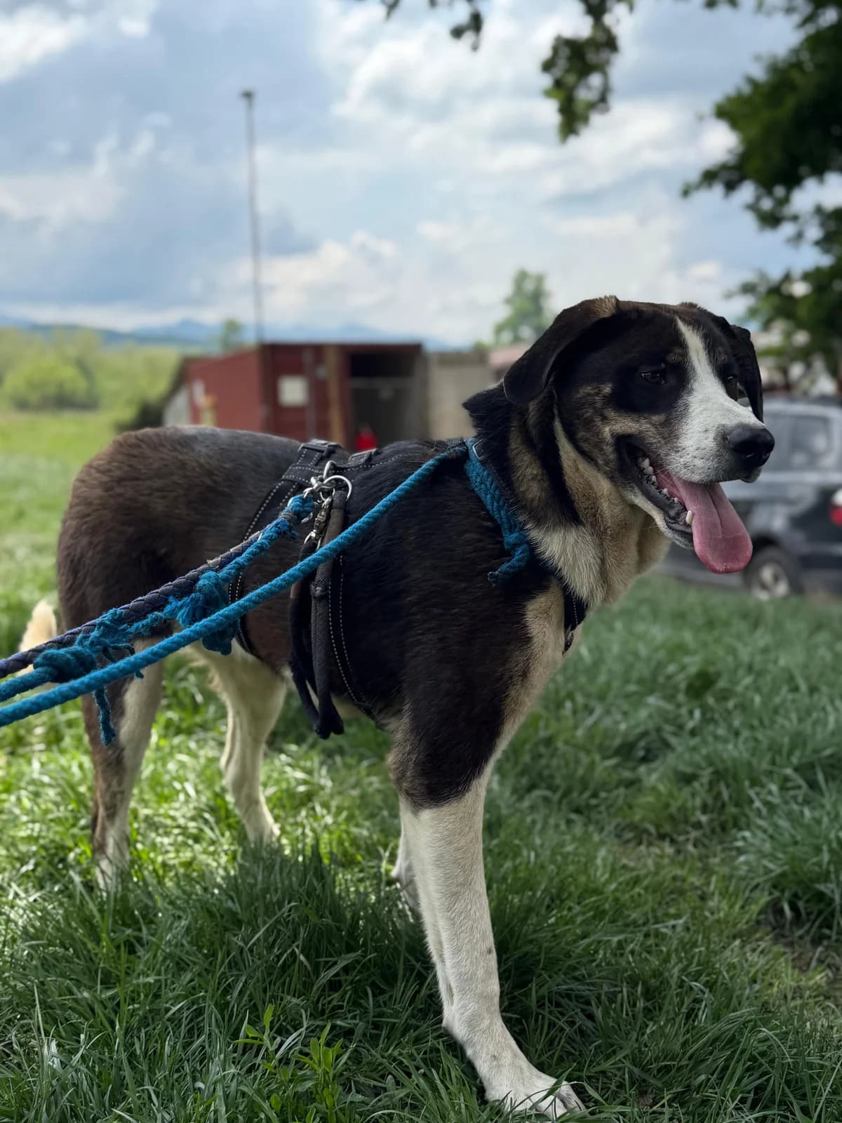 Leif, male puppy Mixed Breed for adoption at Hope for Future e.V.