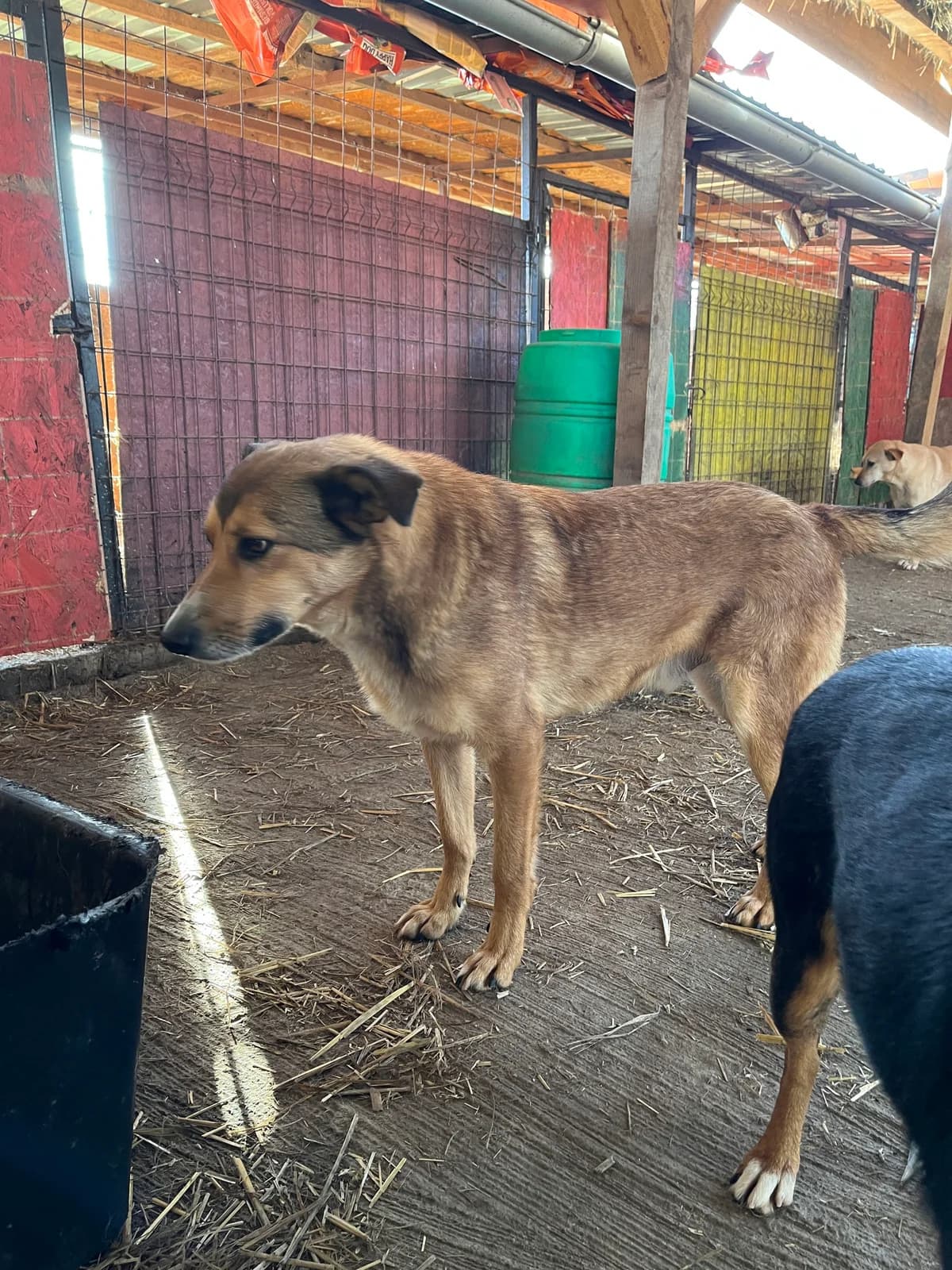 Leon, male senior Mixed Breed for adoption at Hope for Future e.V.