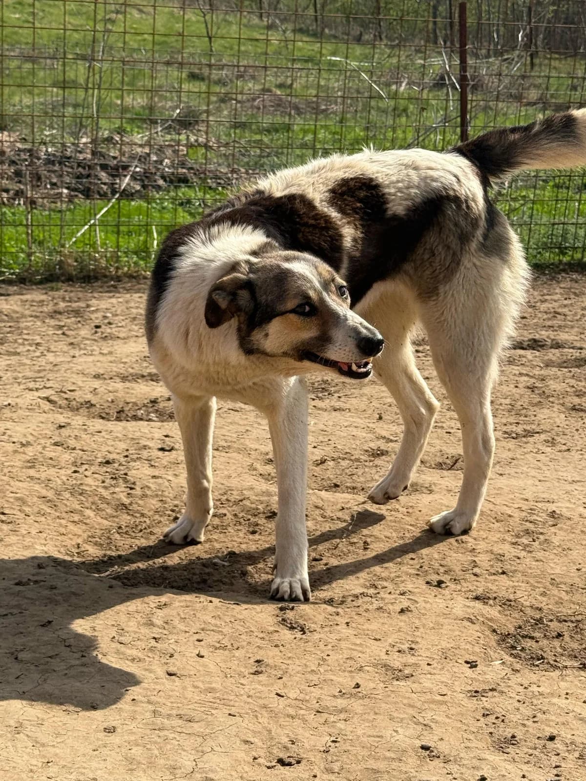 Lia, female 4yo Mixed Breed for adoption at Hope for Future e.V.