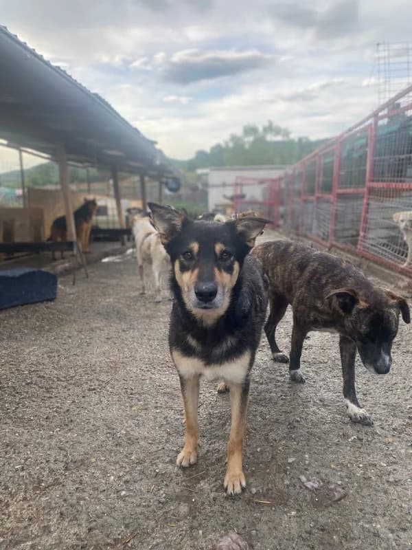 Lino,  4yo Mixed Breed for adoption at Hope for Future e.V.