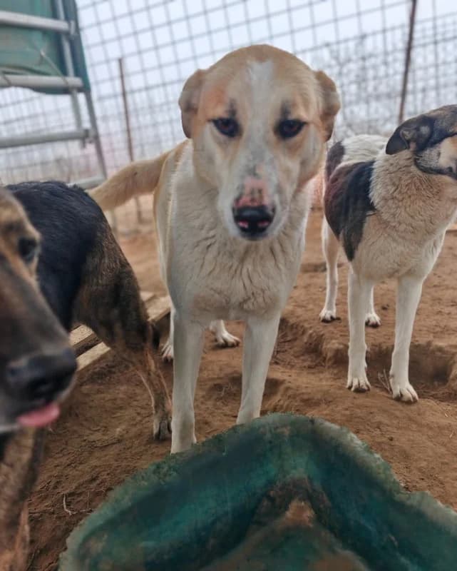 Linus, female 4yo Mixed Breed for adoption at Hope for Future e.V.