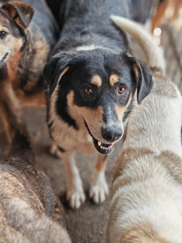 Lonny, female 5yo Mixed Breed for adoption at Hope for Future e.V.