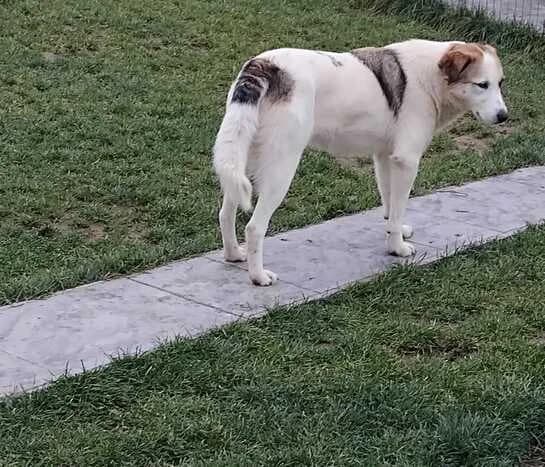 Lory, female young Mixed Breed for adoption at Hope for Future e.V.