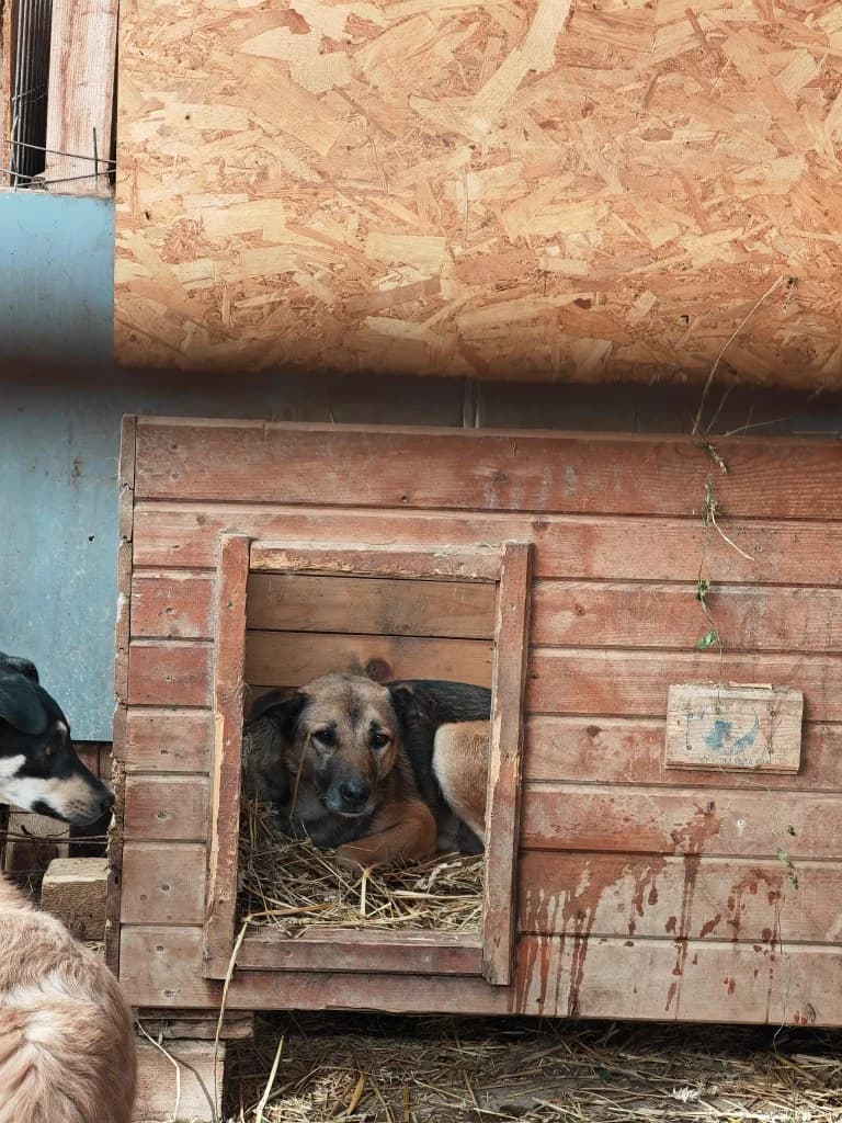 Lothar, male 7yo Mixed Breed for adoption at Hope for Future e.V.