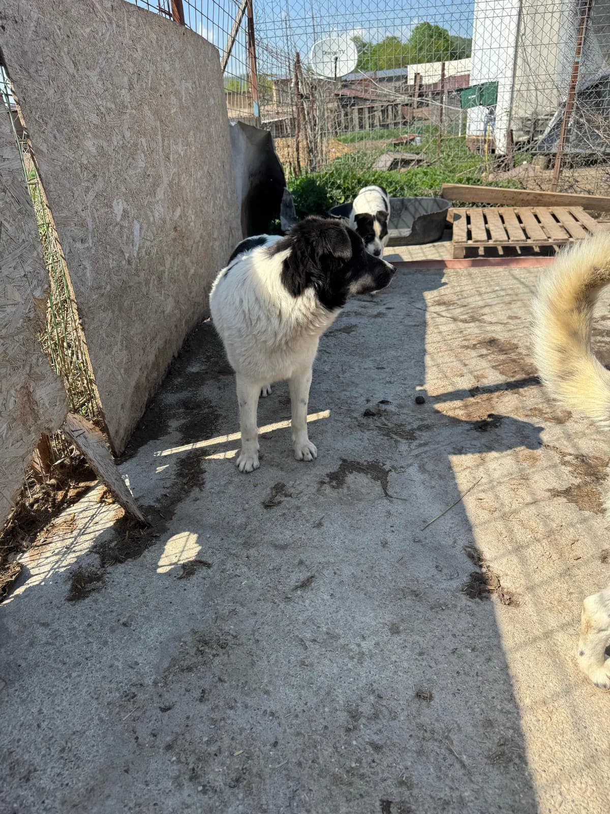 Lottchen,  4yo Mixed Breed for adoption at Hope for Future e.V.