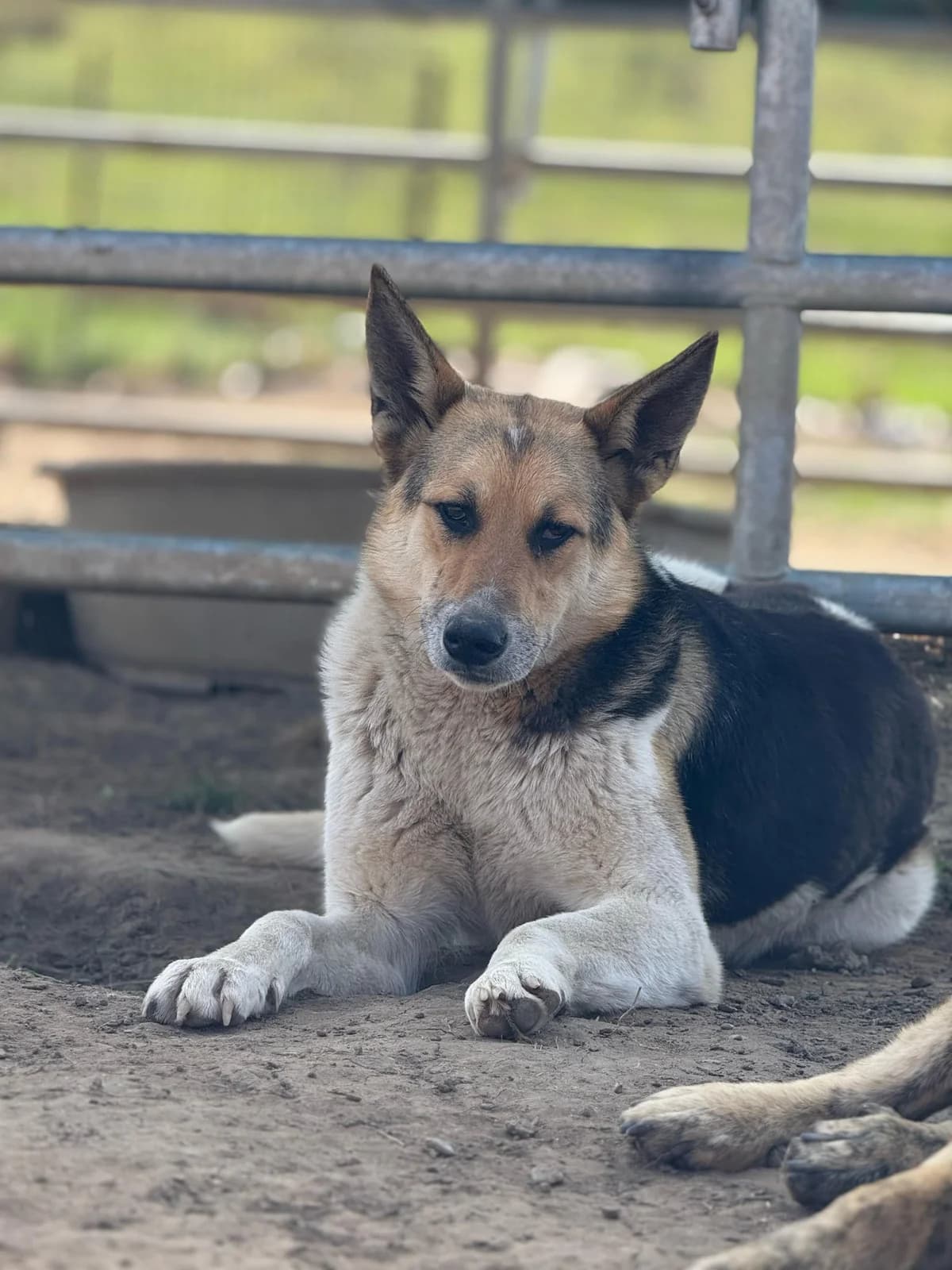Luan,  4yo Mixed Breed for adoption at Hope for Future e.V.