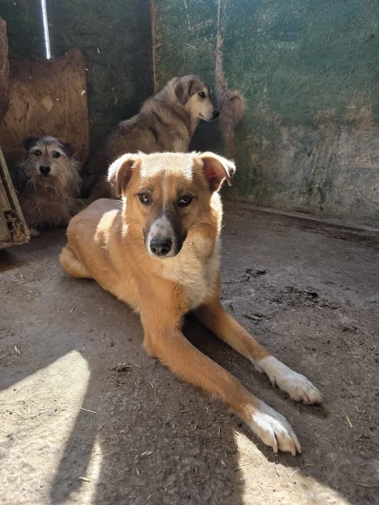 Ludovic,  5yo Mixed Breed for adoption at Hope for Future e.V.