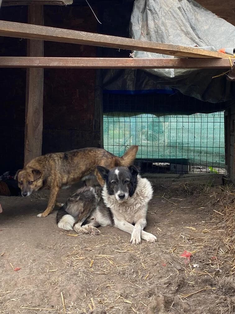 Luko, male senior Mixed Breed for adoption at Hope for Future e.V.