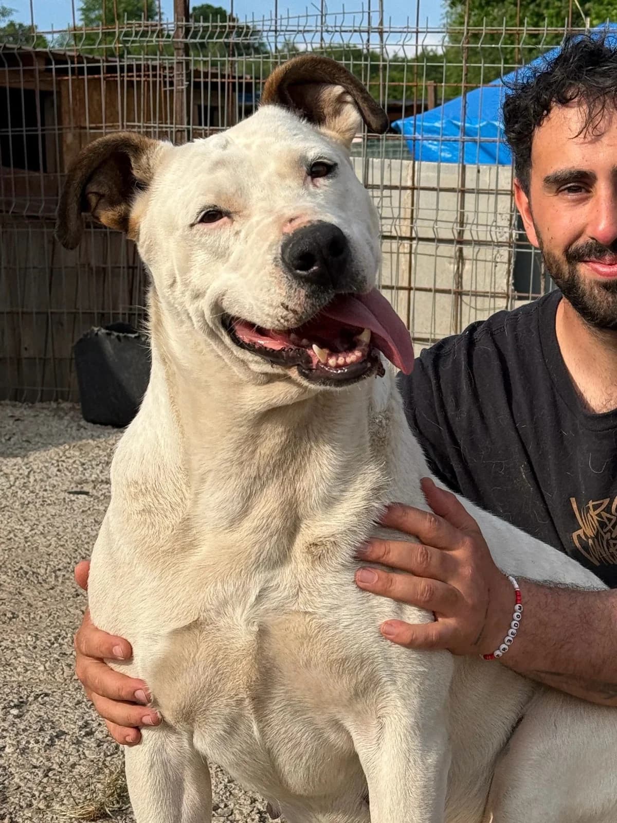 Maddy, weiß female 6yo Mixed Breed for adoption at Hope for Future e.V.