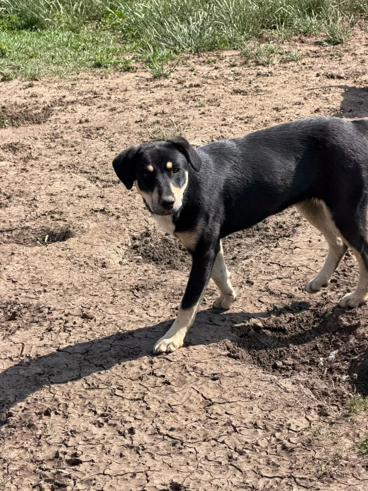 Madeira, female puppy Mixed Breed for adoption at Hope for Future e.V.