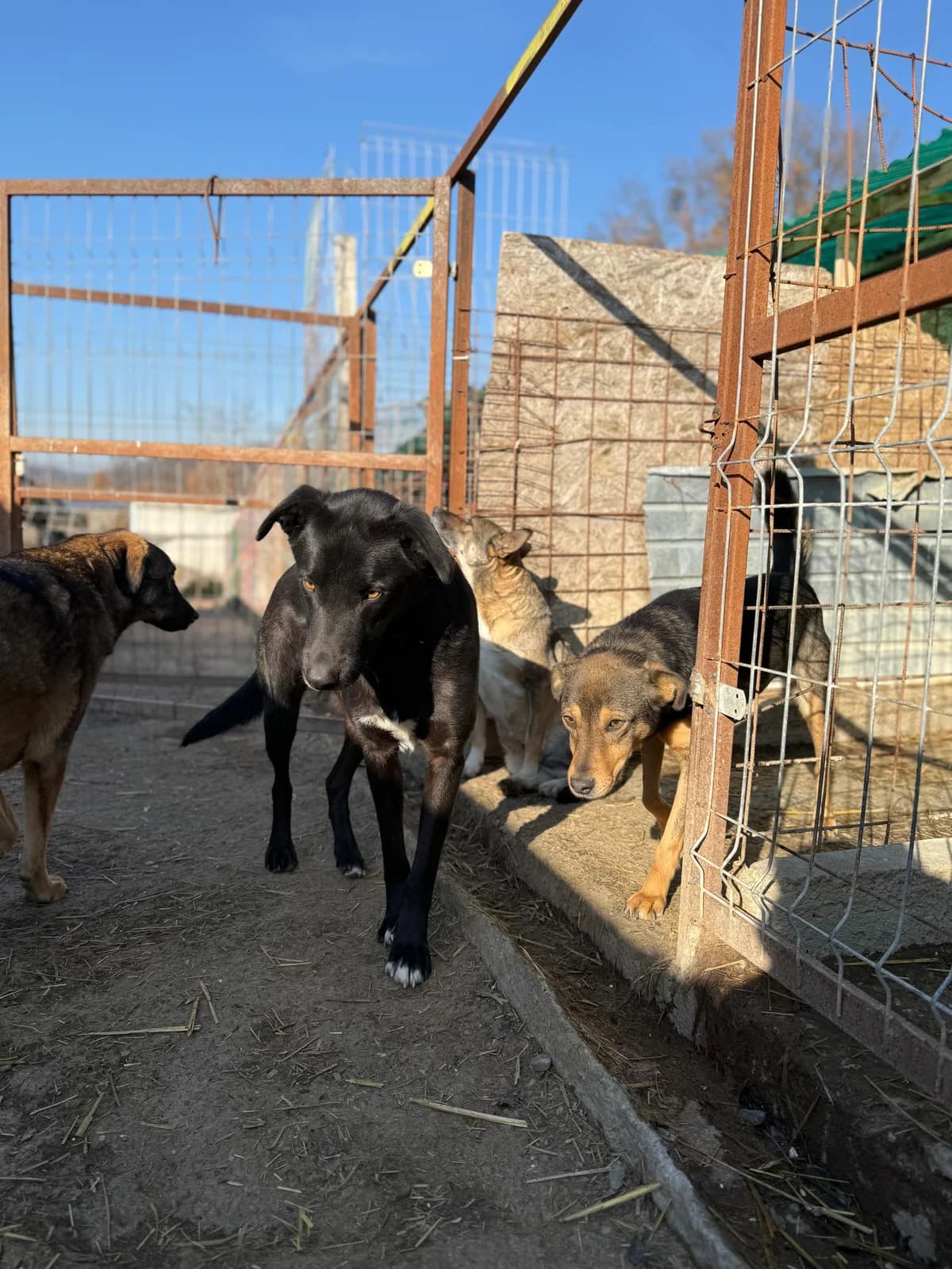 Maiko,  7yo Mixed Breed for adoption at Hope for Future e.V.