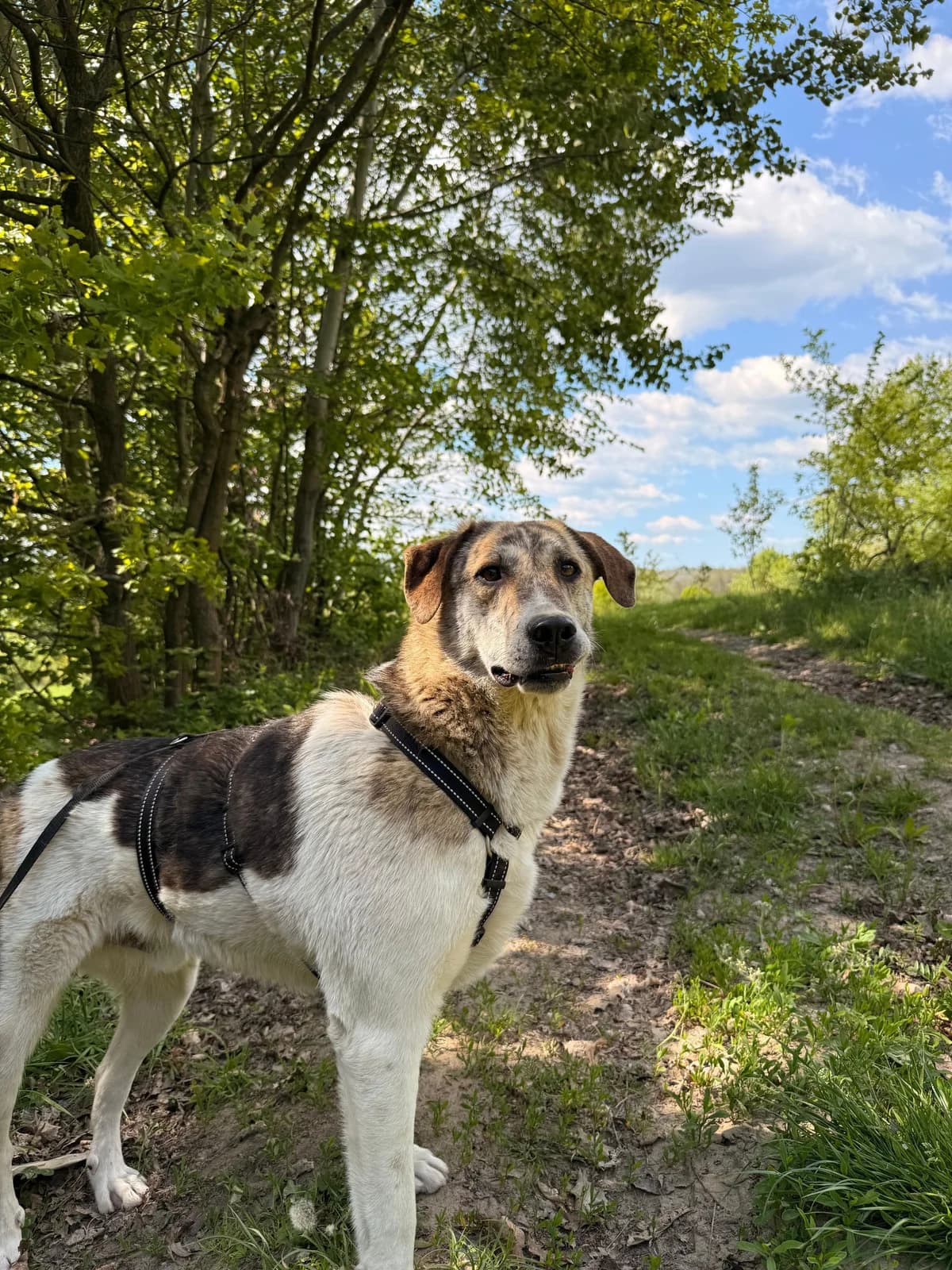 Manfred,  3yo Mixed Breed for adoption at Hope for Future e.V.