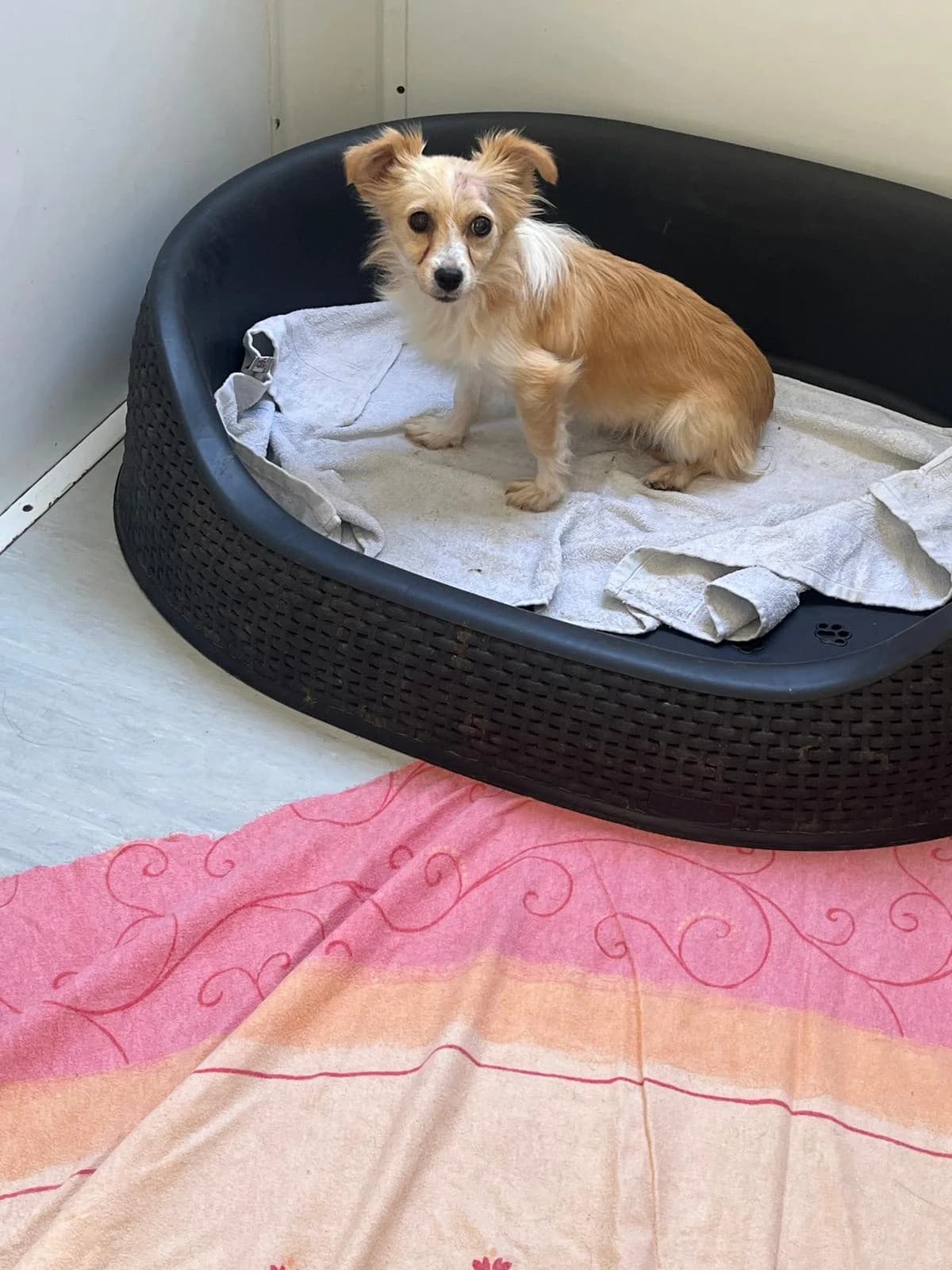 Mariella, female young Mixed Breed for adoption at Hope for Future e.V.