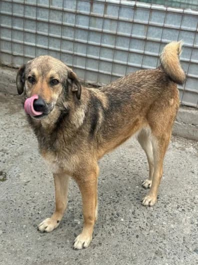 Marino,  5yo Mixed Breed for adoption at Hope for Future e.V.