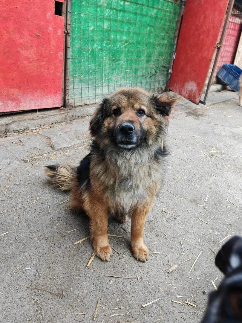 Marlon, male senior Mixed Breed for adoption at Hope for Future e.V.