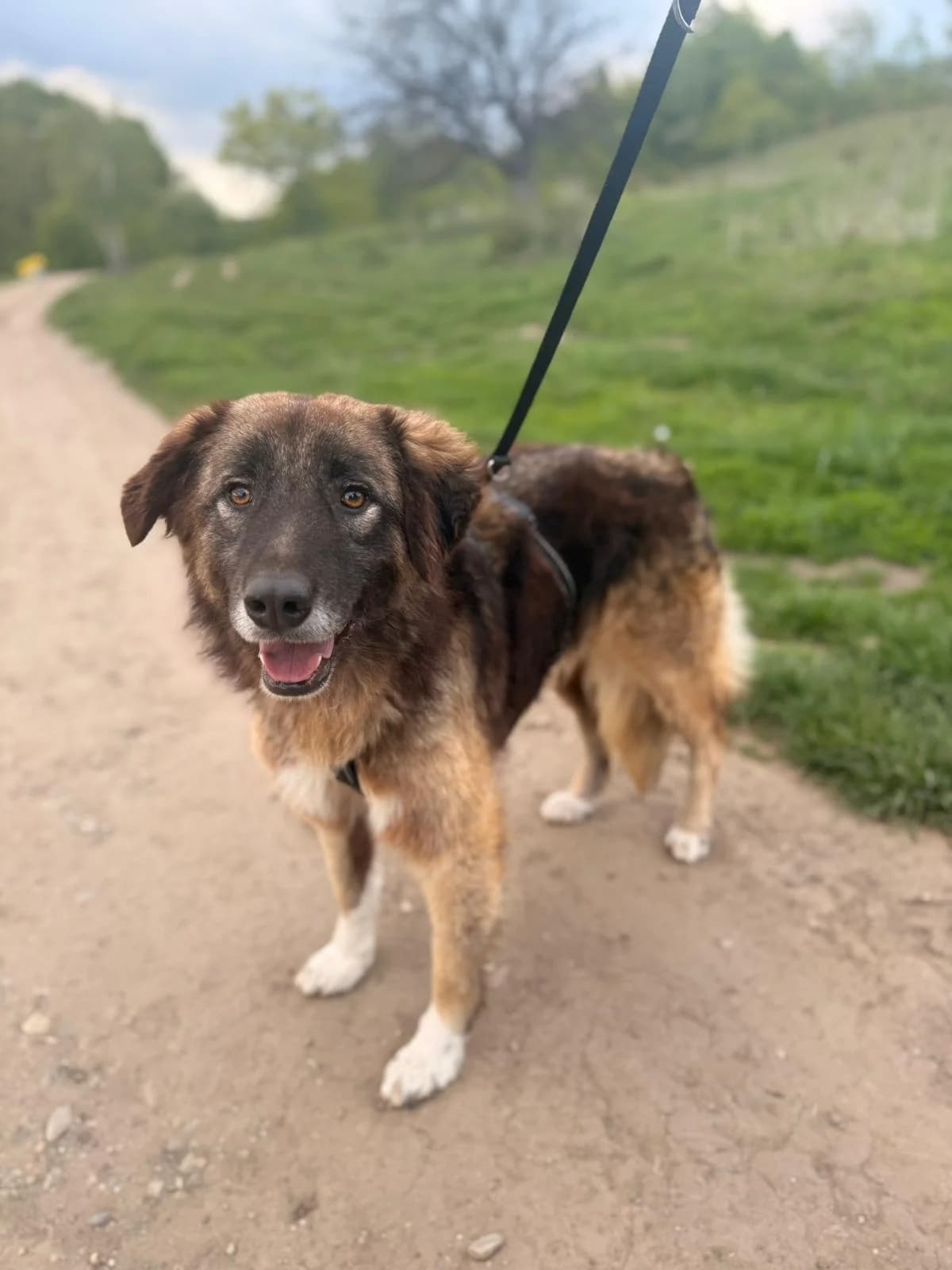 Mats,  3yo Mixed Breed for adoption at Hope for Future e.V.